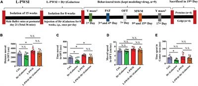 Long-Term Social Isolation-Induced Autophagy Inhibition and Cell Senescence Aggravate Cognitive Impairment in D(+)Galactose-Treated Male Mice